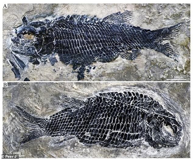 В Китае нашли окаменелые останки рыбы, которая жила 244 миллиона лет назад