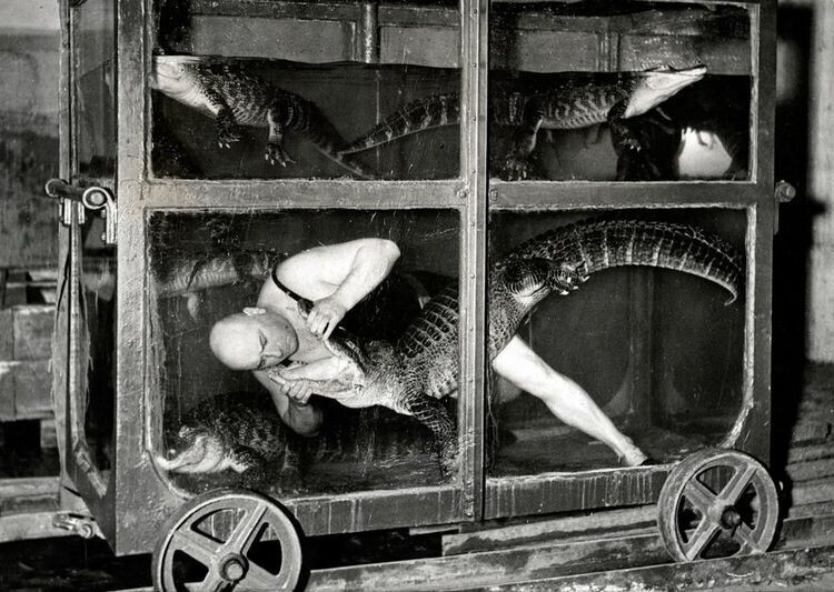Цирковой артист в вагоне-аквариуме с крокодилами. Берлин, 1933 год