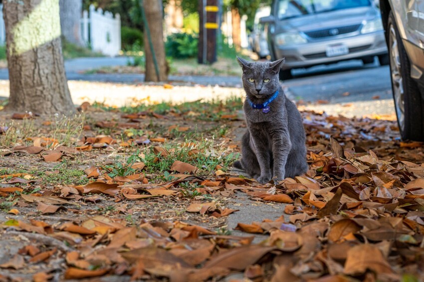 Кот в г москве. Уличные кошки.