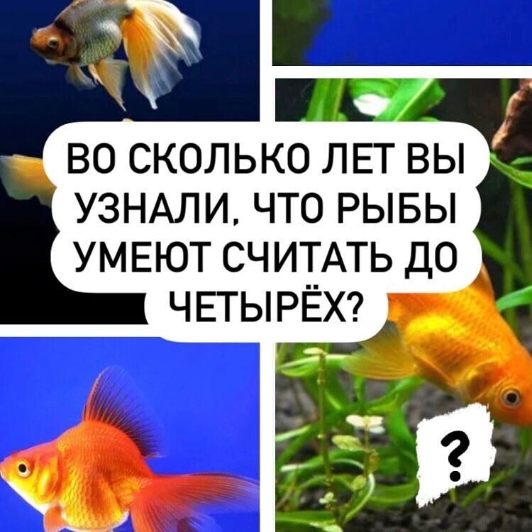 То есть память, как у рыбки, это на 4 секунды?