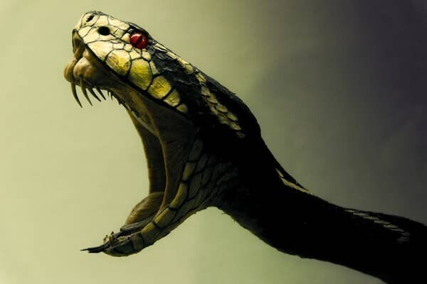 14. Одна из самых крутых особенностей змей - это то, что их челюсти могут "расшатываться"