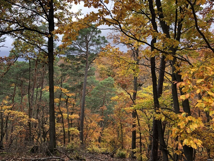 Пару сегодняшних фото осеннего леса