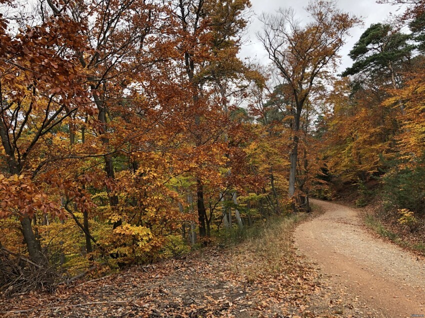 Пару сегодняшних фото осеннего леса