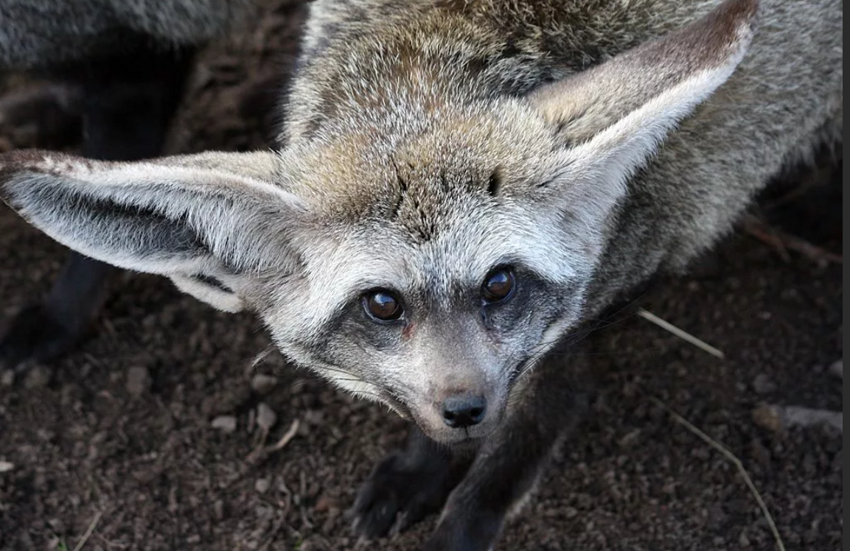 Большеухая лисица: Она ест только насекомых и ради них готова пойти на крайне антисанитарные меры