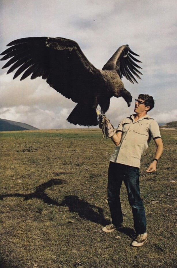 Орнитолог с 6–месячным андским кондором, 1971 год, Южная Америка