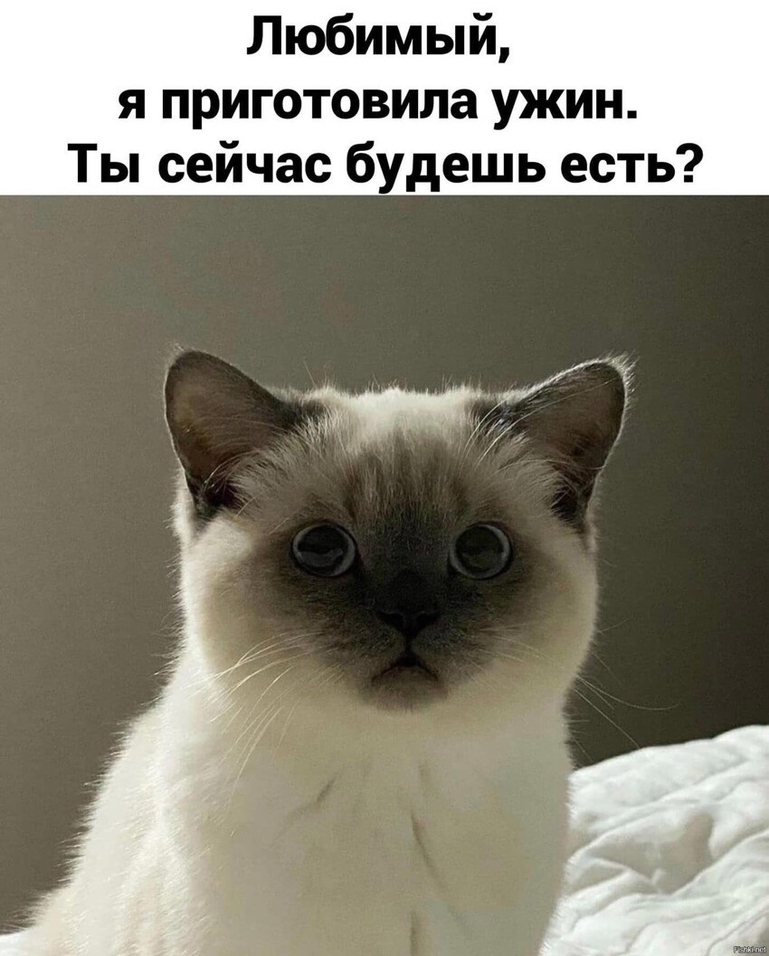 Кошечки