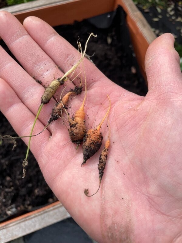 19. "Первый раз пытаюсь вырастить морковь из семян. Это результат спустя 6 месяцев"