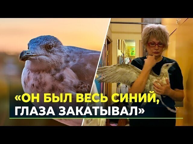  Эта женщина пошла еще дальше , увезла с собой из Крыма в Арктику живую чайку! 