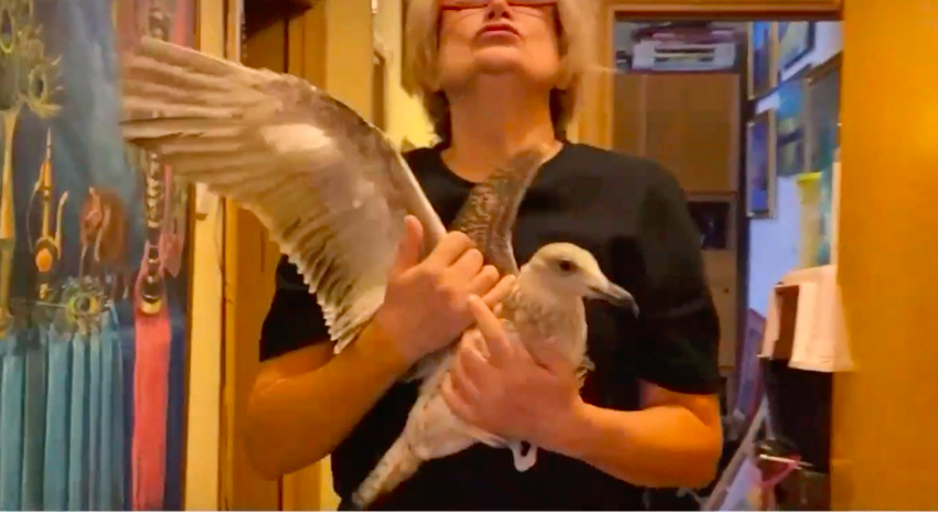 Женщина спасла чайку в Крыму и увезла в Арктику!
