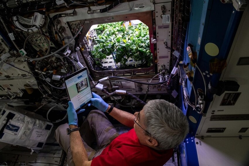 Астронавты NASA впервые вырастили перец на МКС