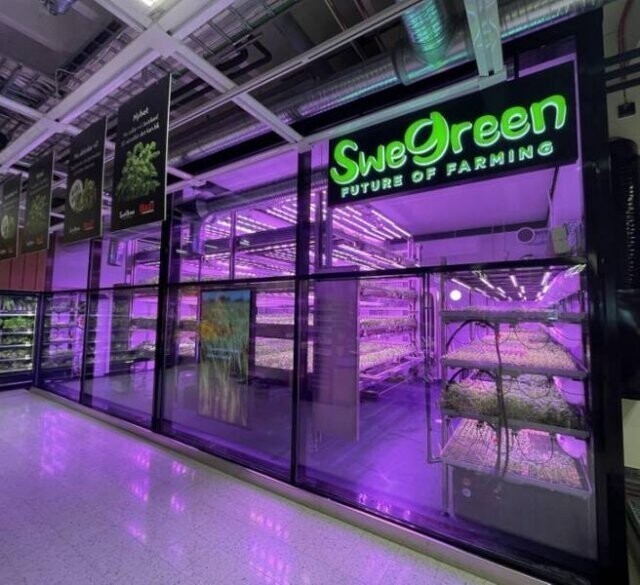 "А у нас появился магазин, где выращивают зелень"