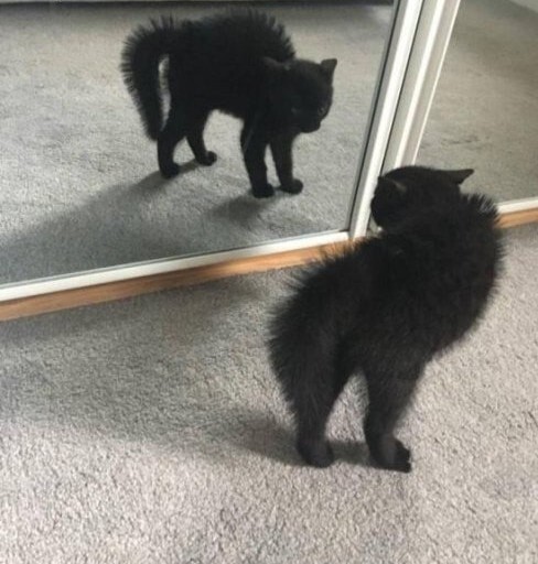 Котики и зеркала — это идеальное сочетание