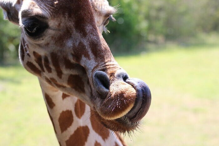 Жираф может помыть себе уши своим полуметровым языком