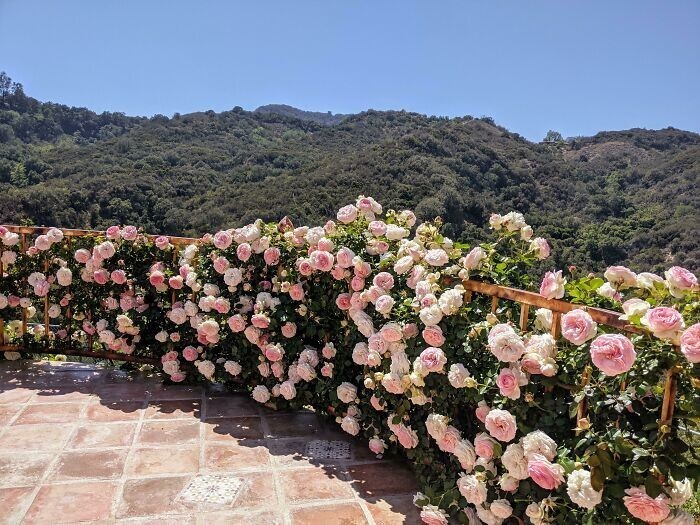 23. "Мама посадила эти вьющиеся розы во дворе своего дома, когда я женился там 7 лет назад. Брак разваливается, но розы все еще чувствуют себя отлично"