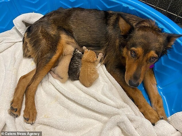 Собака потеряла своих щенков, но взяла под опеку осиротевших котят
