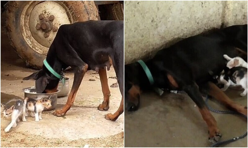 Собака потеряла своих щенков, но взяла под опеку осиротевших котят