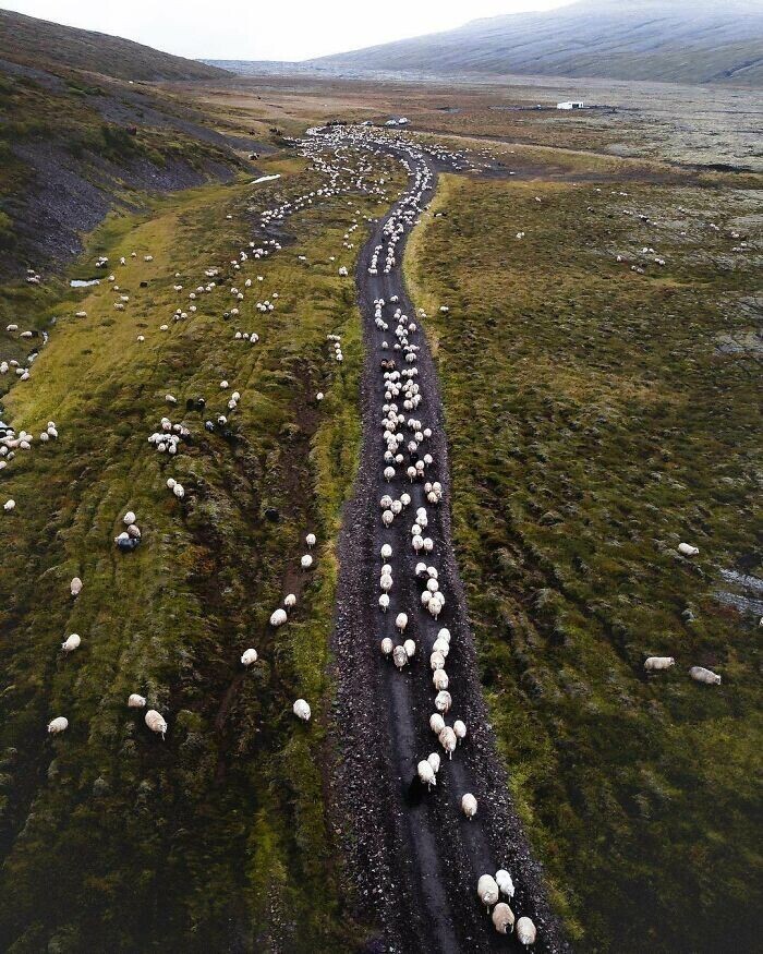 27. Забавный факт: поголовье овец Исландии более чем вдвое превышает численность населения