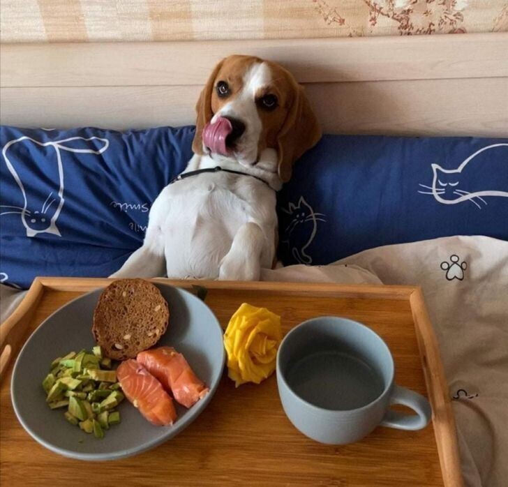 Эта собака завтракает шикарнее, чем я