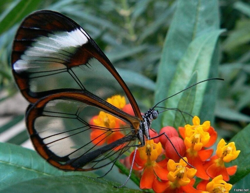 Стеклянная бабочка Грета ото
