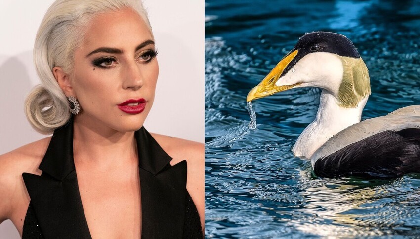 Гага: Настолько мощный желудок, что перемалывает морских ежей целиком, а из её пуха делают одежду полярников