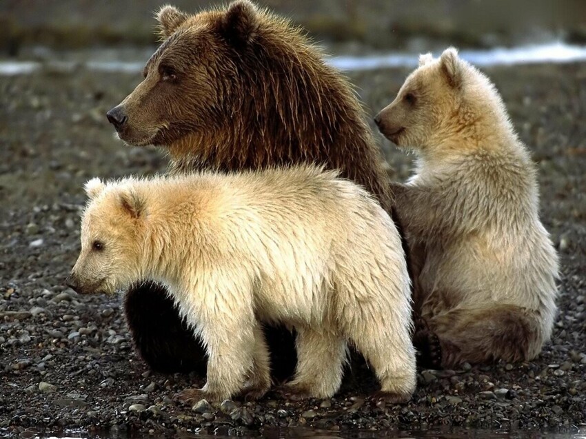 Пиззли: Гибрид белого и бурого медведя. С каждым годом в дикой природе их всё больше