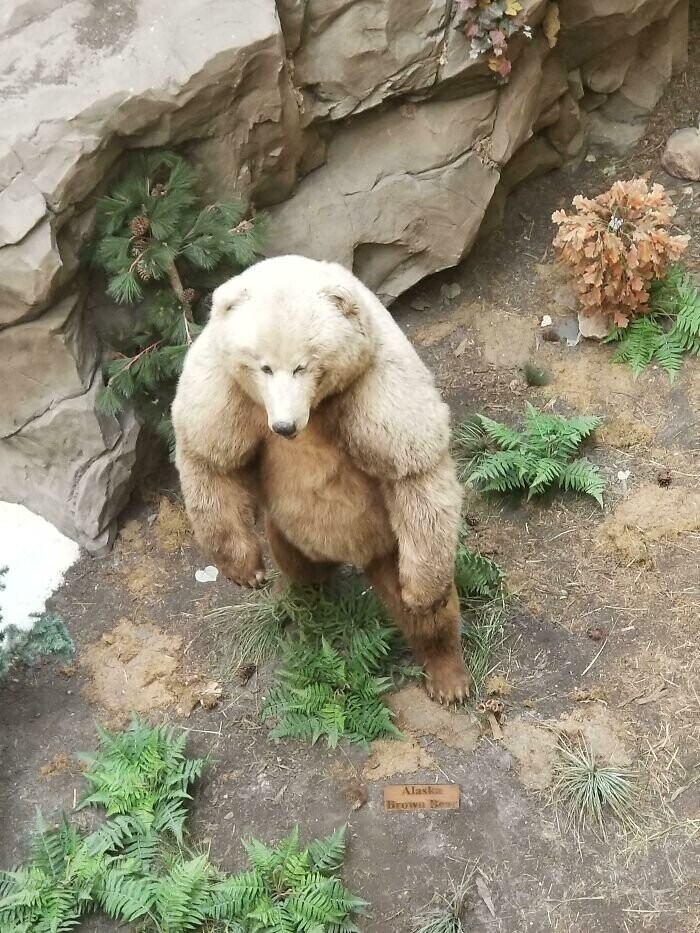 Случайные встречи с медведями