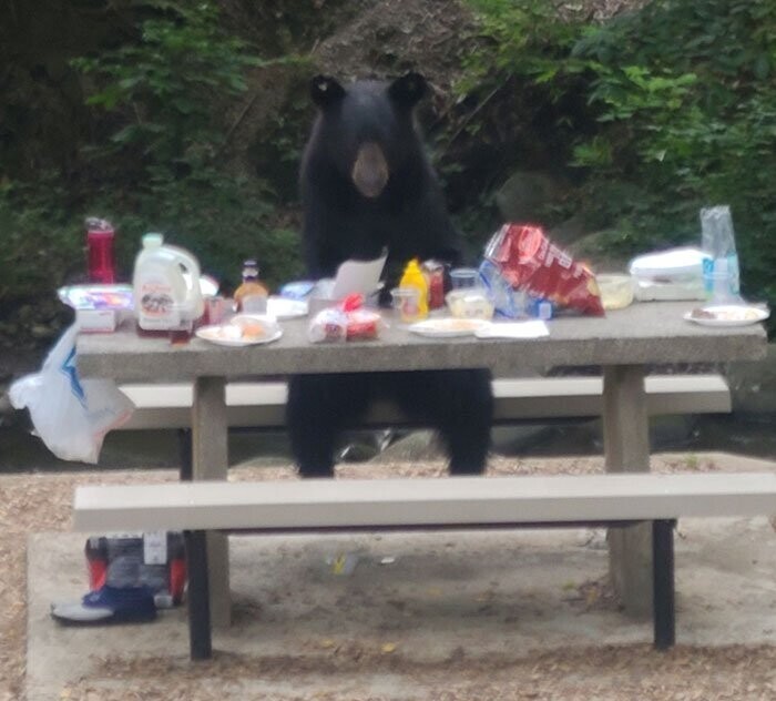 Случайные встречи с медведями