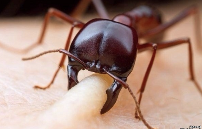 Кусь от муравья