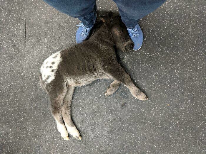 "Я лечу лошадей. Этот малыш уснул в моих ногах, пока я разговаривал с его хозяевами"