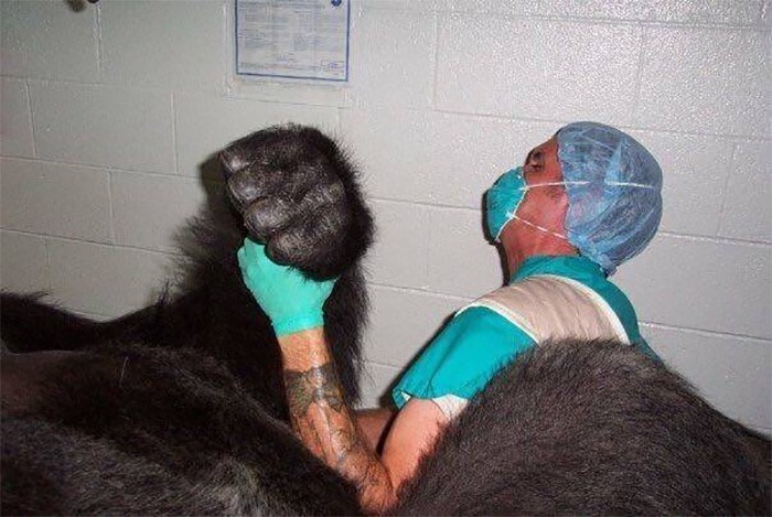 "Мой дядя - ветеринар в зоопарке. Он сфотографировал, как его коллега поднимает руку усыпленной снотворным гориллы"