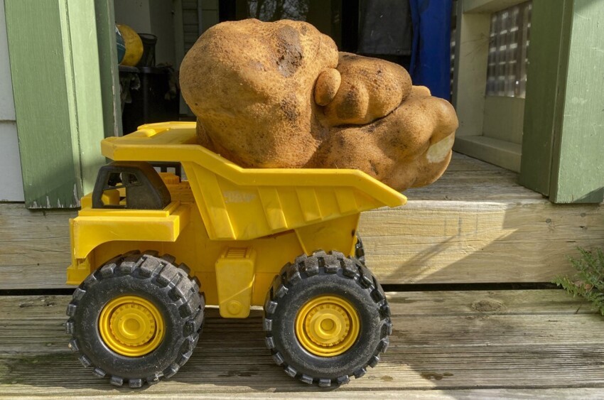 Новый мировой рекорд: картофель весом 7,9 кг