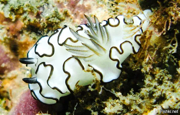 Морские моллюски