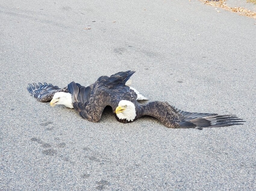 Полиция в США остановила уличную драку орланов