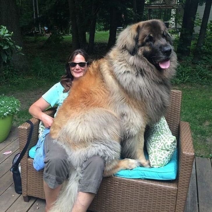 Огромное очарование крупных собак пропорционально их размеру!