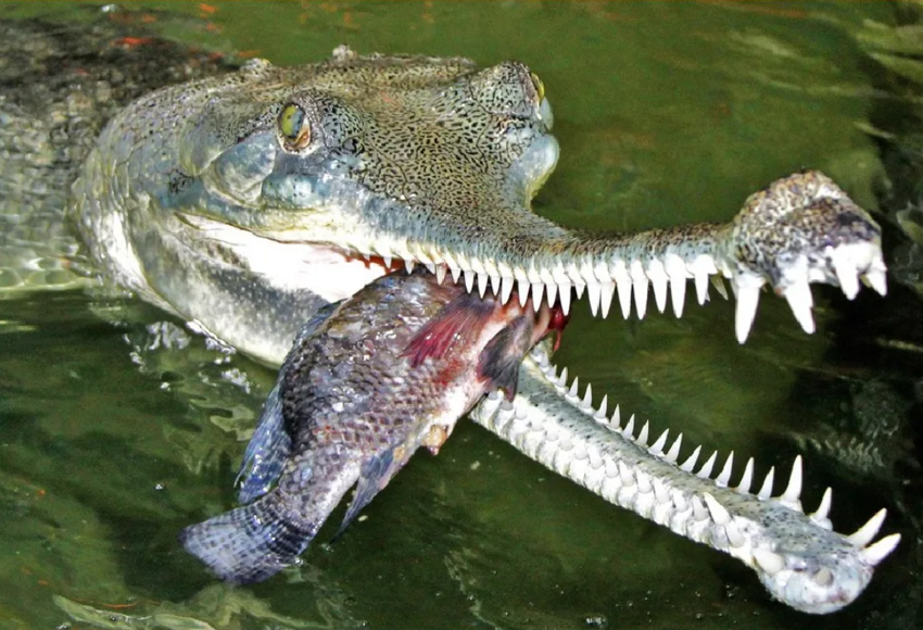 Гавиал: крокодил со смешным органом на носу