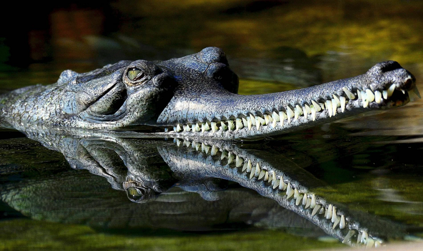 Гавиал: крокодил со смешным органом на носу