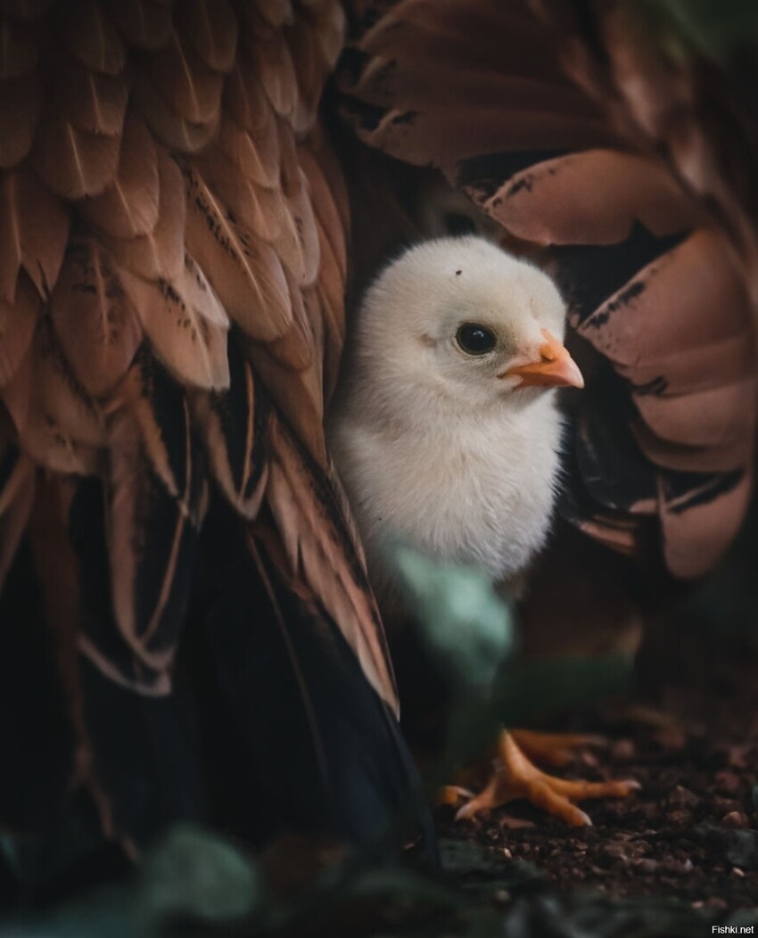 Фотограф: Алвис Лазарус