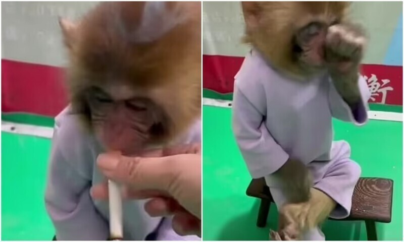 В сети возмущены видео с обезьяной, курящей сигарету