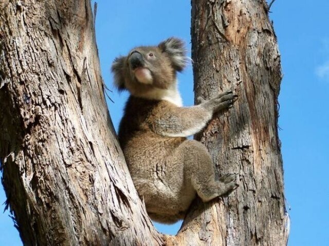 11. "Не трогайте представителей дикой природы Австралии. Даже если они не ядовиты, не агрессивны и не опасны, то, вероятно, находятся под защитой или под под угрозой исчезновения"