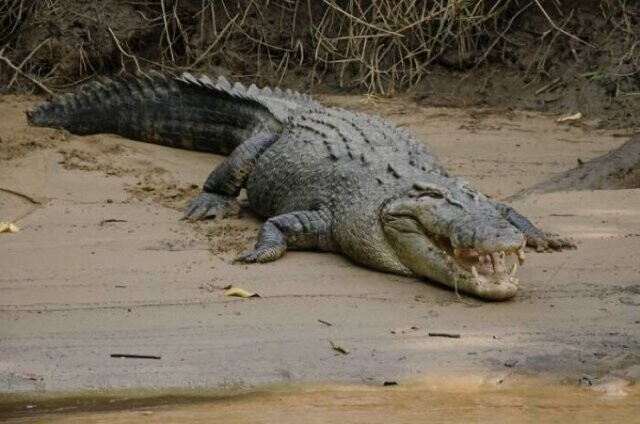 2. "Австралия. Ради всего святого, не подходите к крокодилу, не прикасайтесь к змеям и не пытайтесь съесть паука "красная вдова"