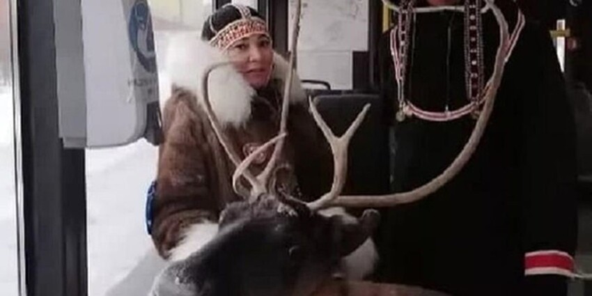 Устал как олень: в автобусе Норильска сняли на видео пассажирку с оленем на поводке 