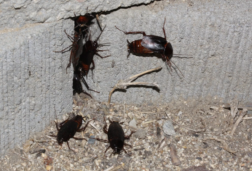 Чёрный таракан: Рыжий таракан в доме — трагедия, а чёрный — КАТАСТРОФА. Как живёт спецназ от мира вредителей?