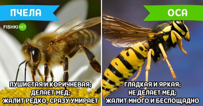 Пчела и оса