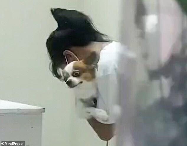 "Помогите!": забавная реакция собаки на прививку
