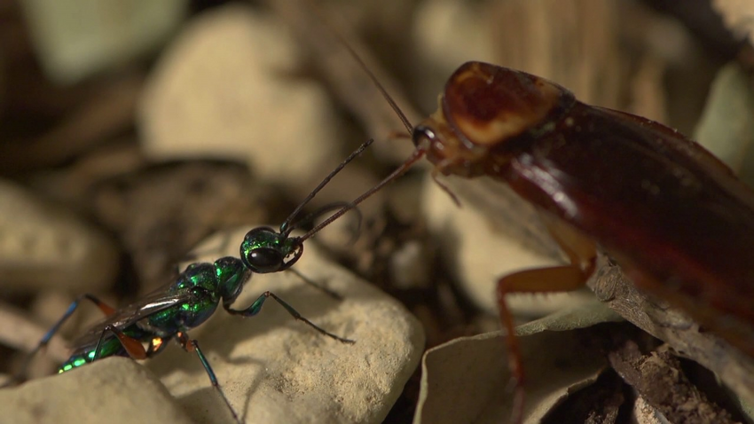 Изумрудная таракановая оса: С помощью яда превращает тараканов в послушных зомби, которые кормят её потомство