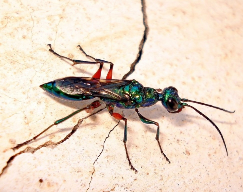 Изумрудная таракановая оса: С помощью яда превращает тараканов в послушных зомби, которые кормят её потомство
