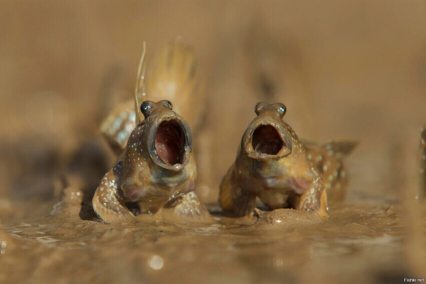 Конкурс макроснимков Close-Up Photographer of the Year