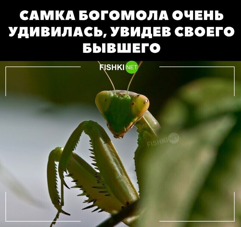 Не добила...