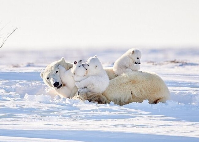 Очаровательные белые медвежата резвятся со своими мамами в снегу