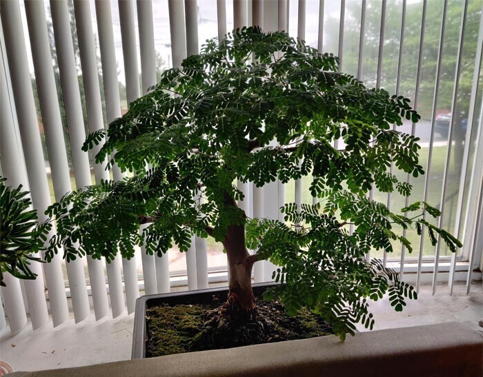 21. "Мое самое старое комнатное растение. Техасское черное дерево (Ebenopsis ebano). Ему десять лет"